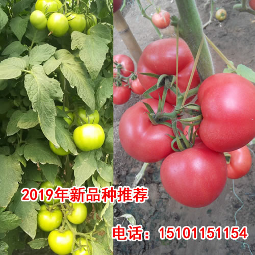 进口番茄种子|进口大番茄种子价格  荷兰进口番茄种子