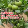 优质进口番茄种子|荷兰番茄种子
