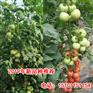精品番茄种子粉果|首先番茄种子价格