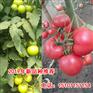进口番茄种子|进口大番茄种子价格