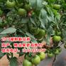 荷兰番茄品种|荷兰番茄种子品种