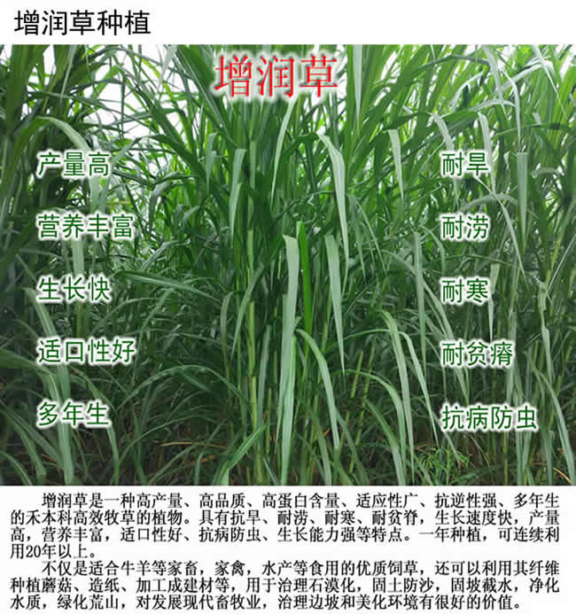 增润草新型皇竹草巨菌草台湾甜象草