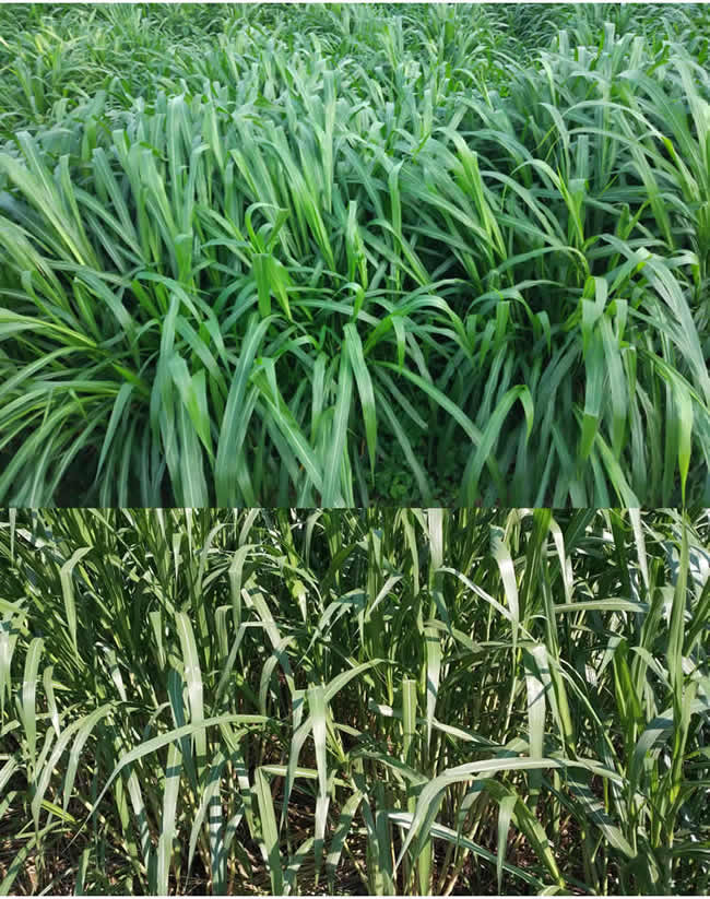 增润草新型皇竹草巨菌草台湾甜象草