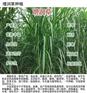 增润草新型皇竹草巨菌草台湾甜象草