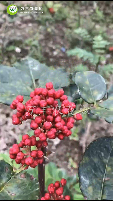 万丰农无刺大红袍花椒  山东花椒