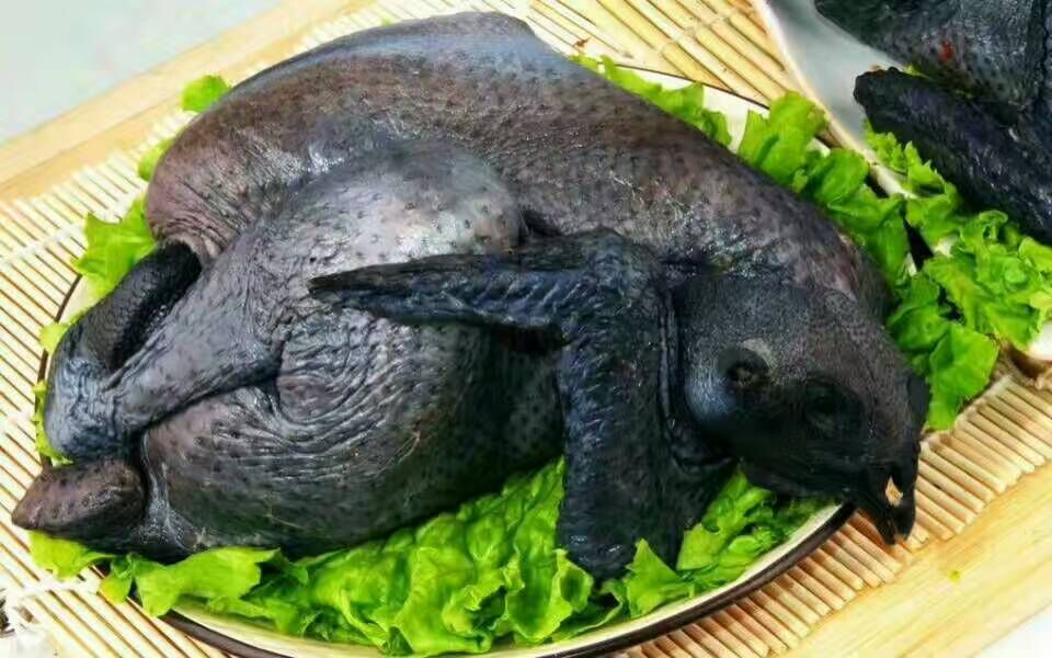 武隆发展珍禽养殖业养什么品种效益高