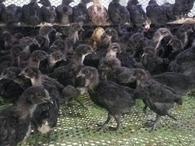 南郊黑鸡在附近有销售点和养殖场吗