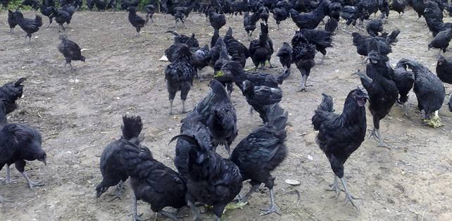 东平可以下绿壳蛋脱温苗的批发价格