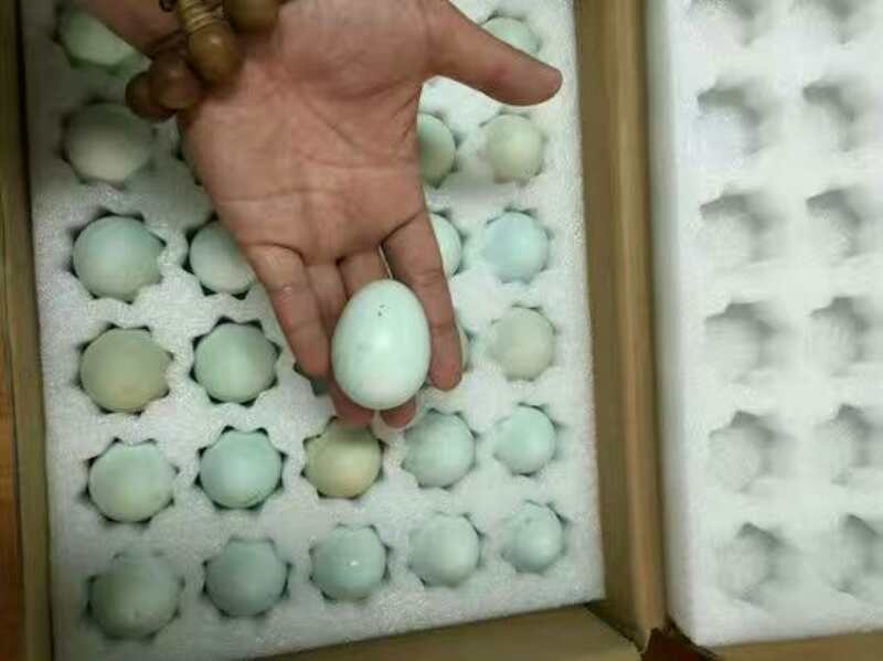 冀州货源充足批发脱温乌骨鸡鸡苗价格