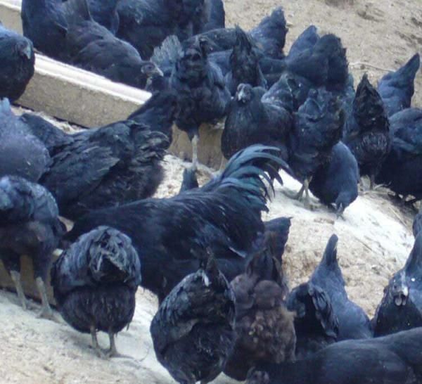 东平可以下绿壳蛋脱温苗的批发价格