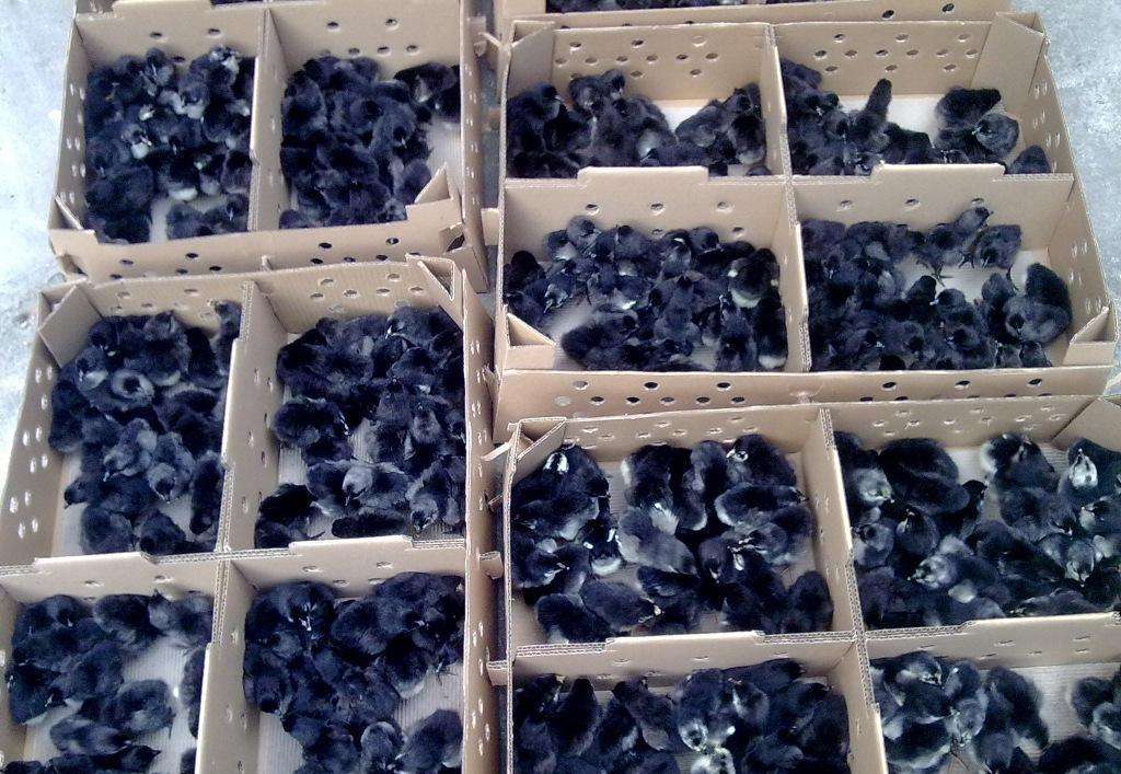 冀州货源充足批发脱温乌骨鸡鸡苗价格