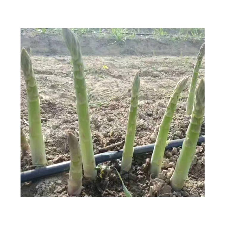 聊城温室大棚四分滴灌管每米价格  聊城四分滴灌管