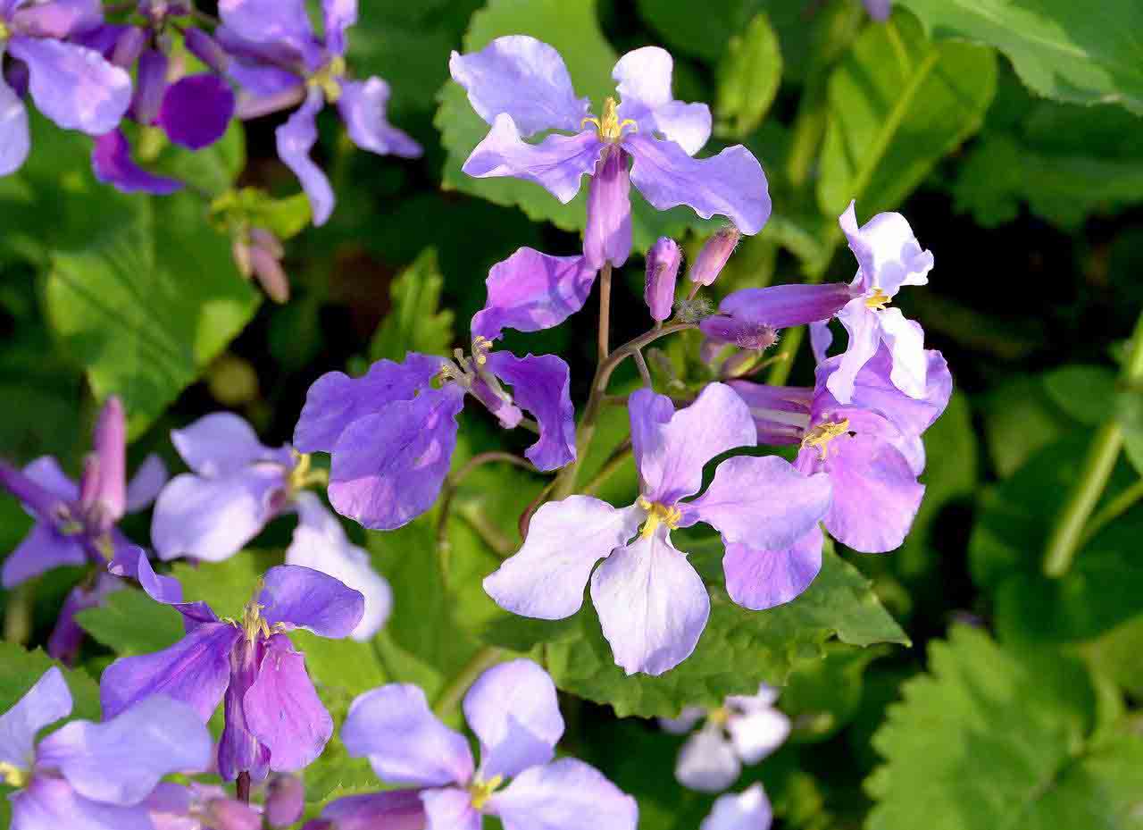 二月兰种植  二月兰种植批发