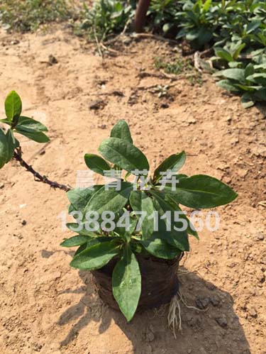 宿根福禄考种植基地