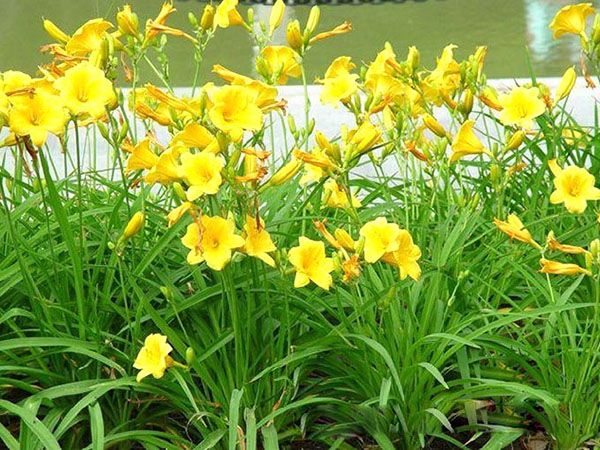 大花萱草  大花萱草种植基地