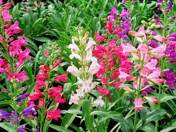 钓钟柳种植基地