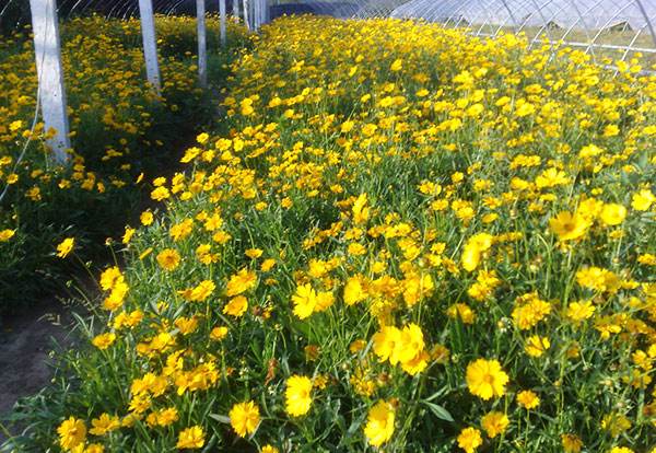 地被菊种植批发