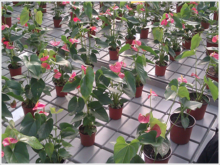 华耀农业带你走进——高效高能的农业技术-潮汐灌溉  潮汐苗床  苗床网