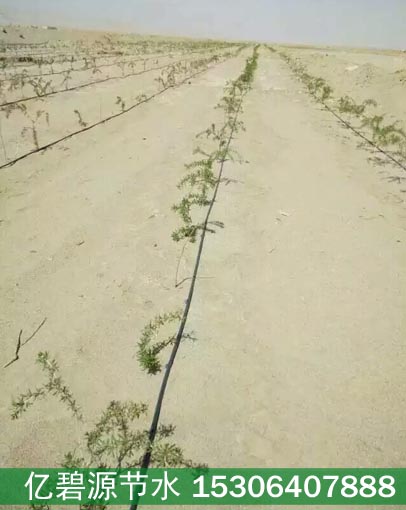 山东苗木滴灌供应厂家