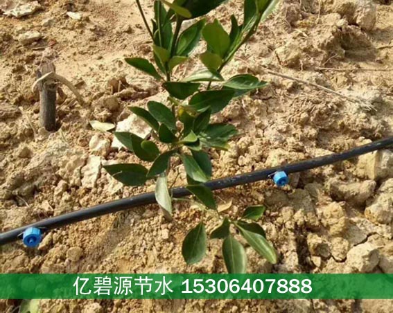 邯郸苗木乔木滴灌滴头价格  邯郸乔木滴灌  邯郸苗木滴灌