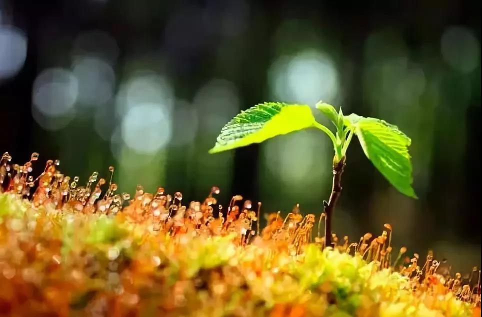 合肥复雅古琴教学特色  古琴批发  古琴零售  复雅古琴社