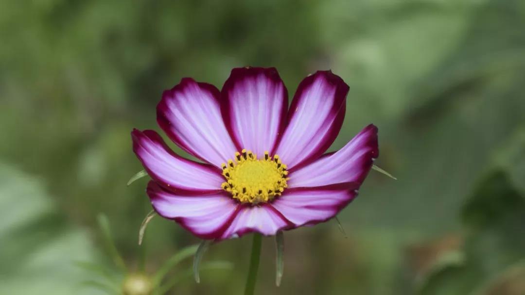 学习古琴不能仅仅局限于古琴这一门乐器  古琴批发  古琴零售  复雅古琴社