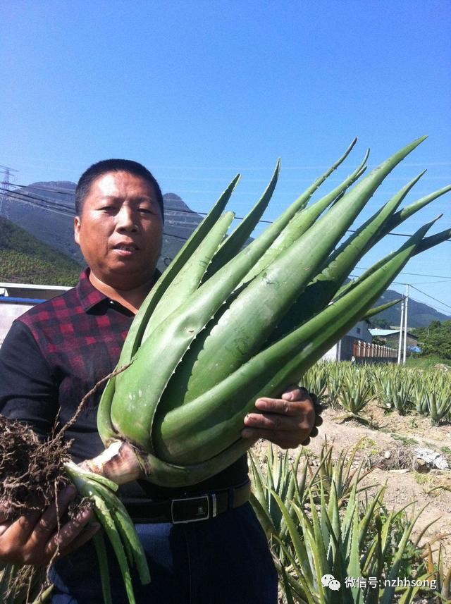 药食两用神奇库拉索芦荟  排毒  养颜  保湿