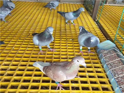鸽舍用钢格板
