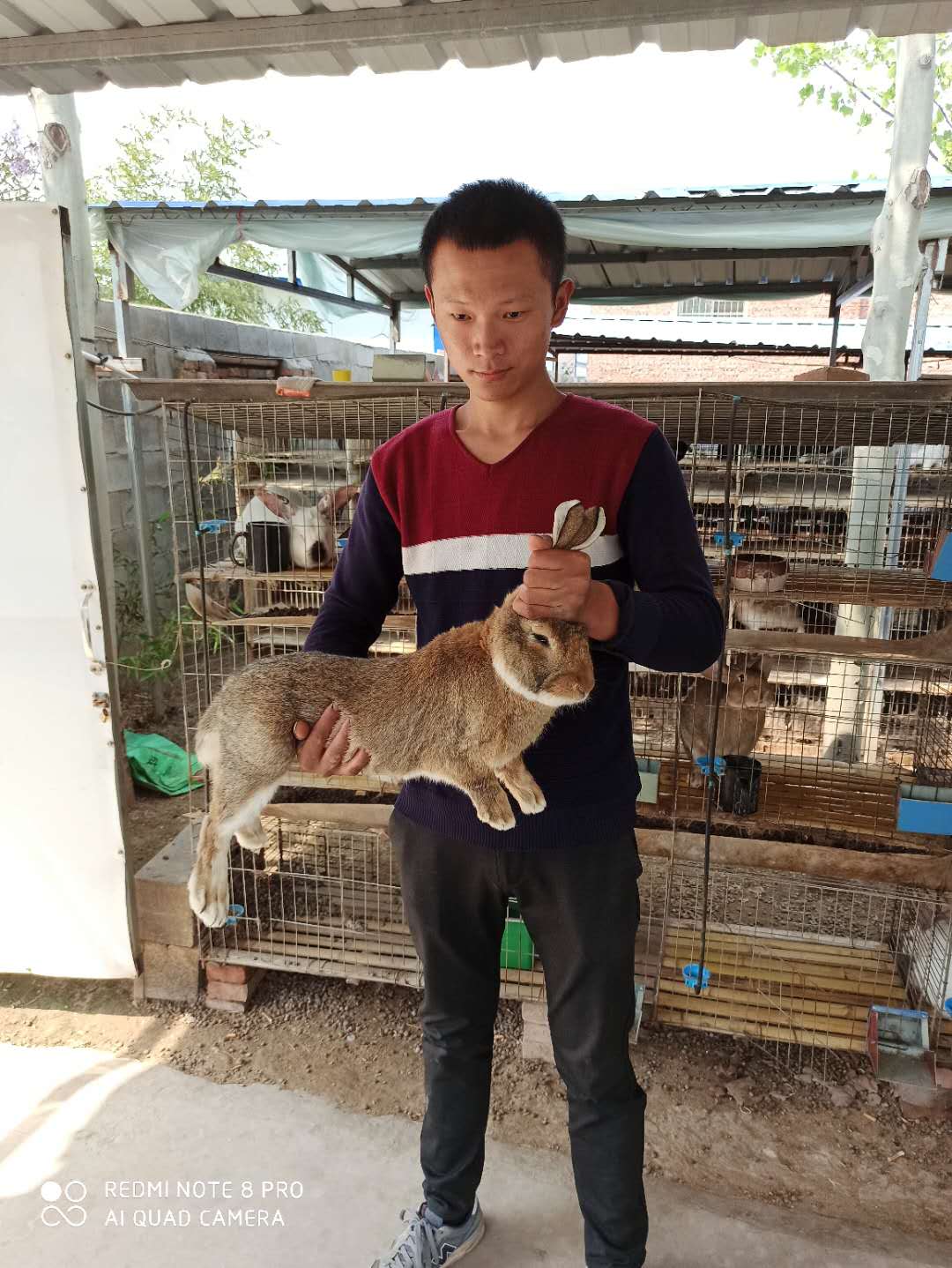 湖南伊拉种兔去哪里买  养殖种兔行情  种兔价格  种兔养殖场