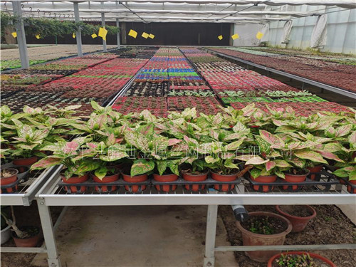 芜湖移动苗床制作标准-全国温室苗床知名品牌  移动苗床品牌