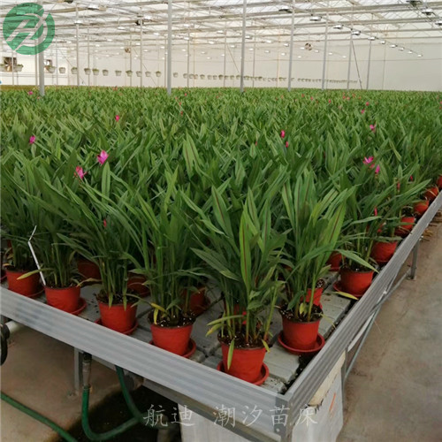 邵阳市全新潮汐苗床具有抗紫外抗老化功能  供应潮汐苗床