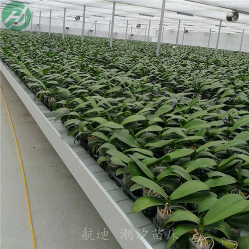 徐州供应潮汐苗床定制潮汐移动苗床基地生产  徐州潮汐苗床