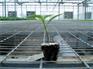 温室科研育苗床-药材种植可移动苗床-航迪出品