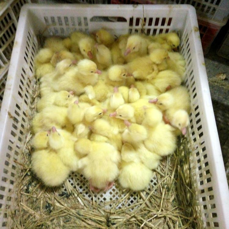 运输包活湖南衡阳霍尔多巴吉鹅苗养殖信息推荐