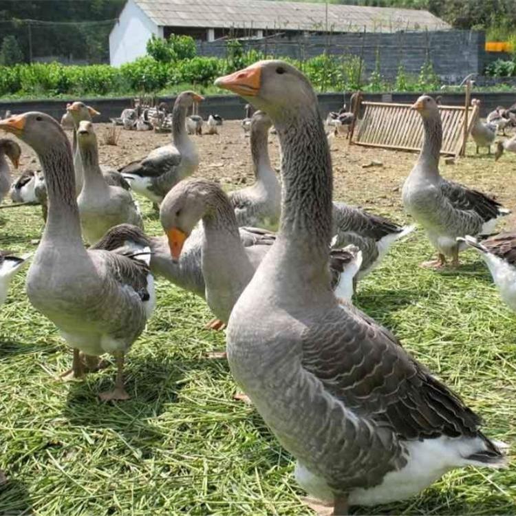 运输包活云南昆明优质狮头鹅苗出售查询