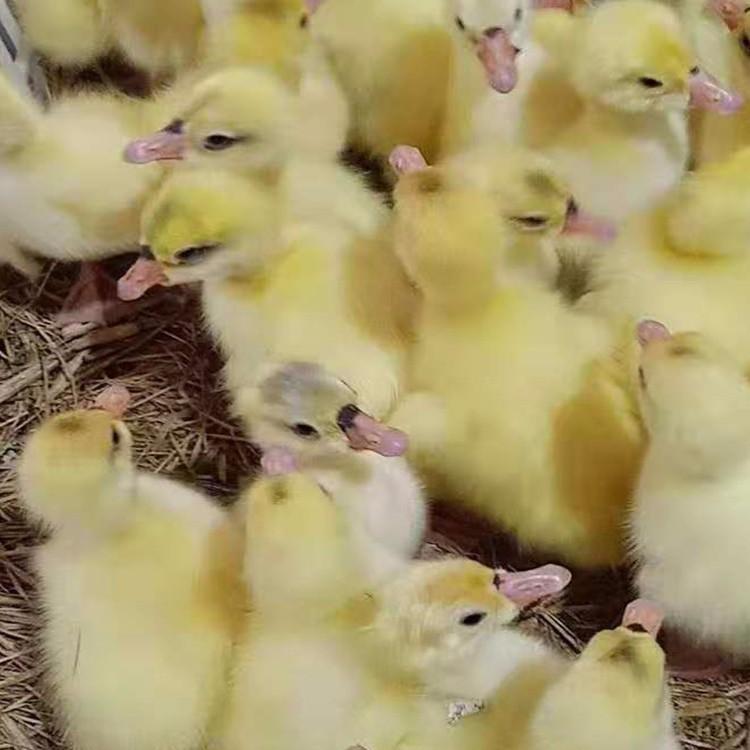 运输包活湖南永州狮头鹅鹅苗养殖厂优惠