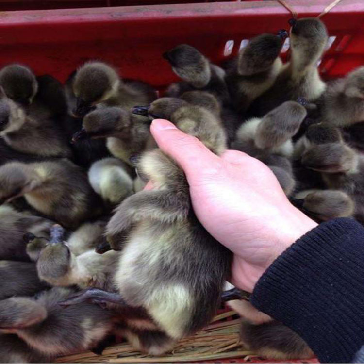 运输包活辽宁锦州狮头鹅苗价格报价批发_值得信赖