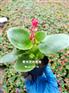 绿叶粉花四季海棠基地