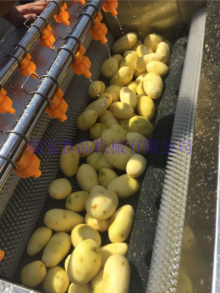 人参毛辊清洗机  生蚝毛辊清洗设备  党参毛刷清洗机  胡萝卜毛刷清洗机