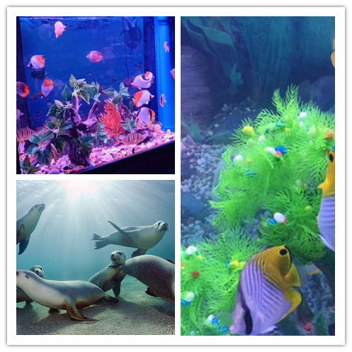 柳州市海洋生物鱼缸展出租以客为尊