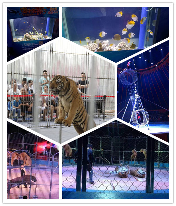 柳州市海洋生物鱼缸展出租以客为尊