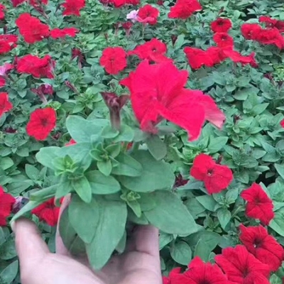 花海花卉卖家,山东花卉培育,花卉价格报价