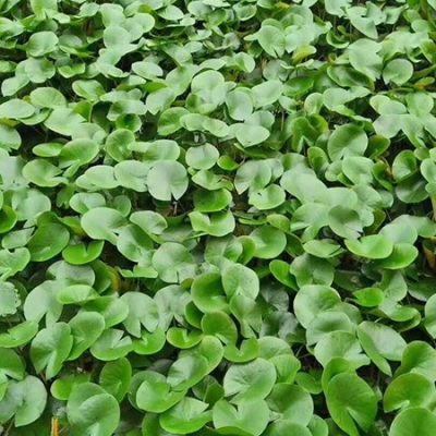 水生植物货源,水生花卉出厂价,园林花卉市场
