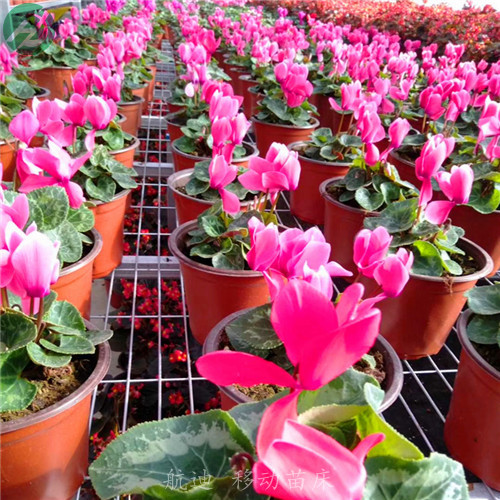 花卉滚动苗床常年加工-实体工厂 花卉苗床