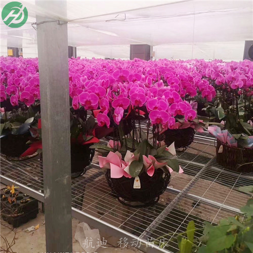 花卉滚动苗床常年加工-实体工厂 花卉苗床