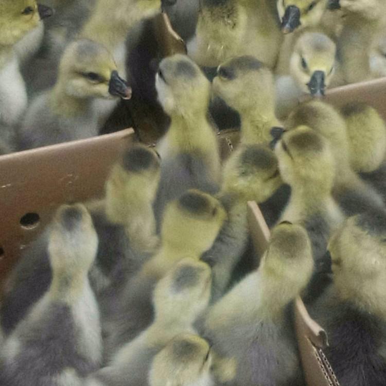 运输包活吉林白山泰州杂交鹅苗技术免费咨询