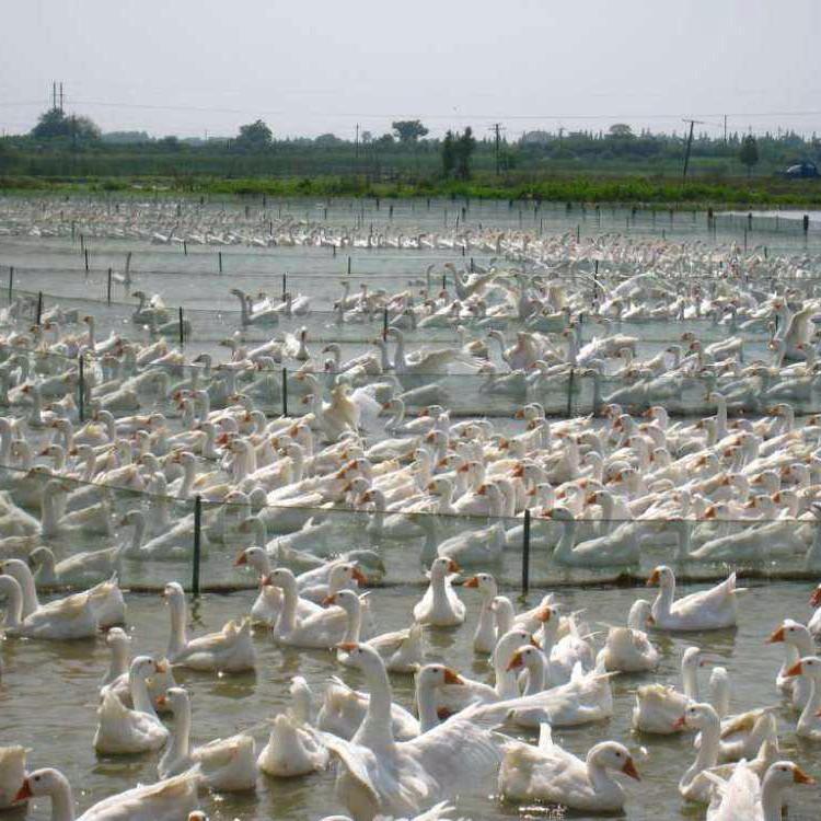 运输包活河北沧州四季鹅苗批发市场位置信息推荐