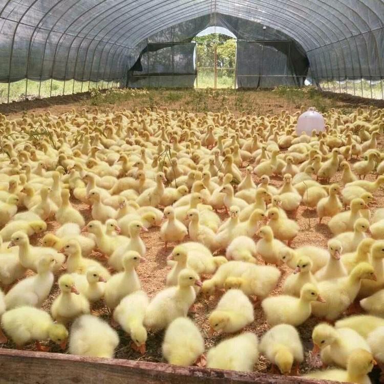 运输包活湖南邵阳皖西白鹅苗养殖厂_信息推荐