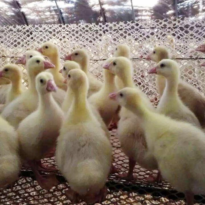 运输包活甘肃庆阳乌踪鹅苗孵化场制造商