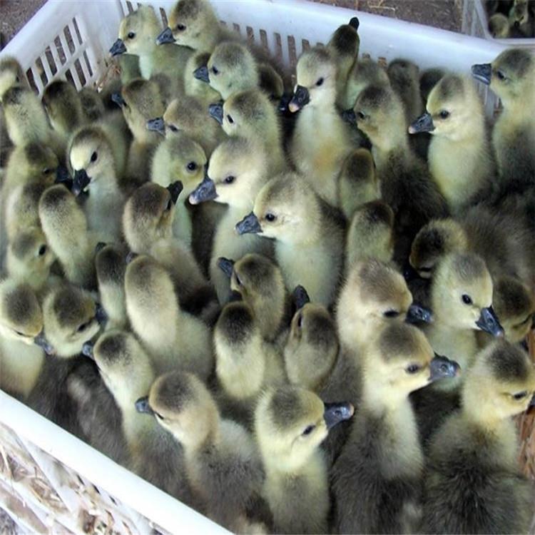 运输包活湖南邵阳皖西白鹅苗养殖厂_信息推荐